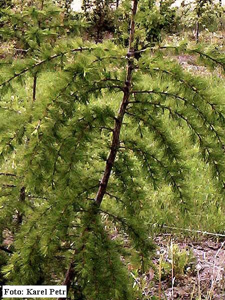 Larix gmelinii /Modřin daurský/