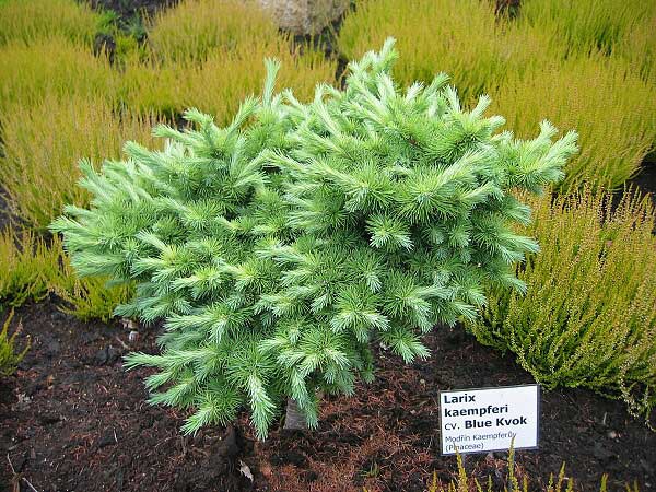 Larix kaempferi 'Blue Kvok'  /Modřín Kaempferův/