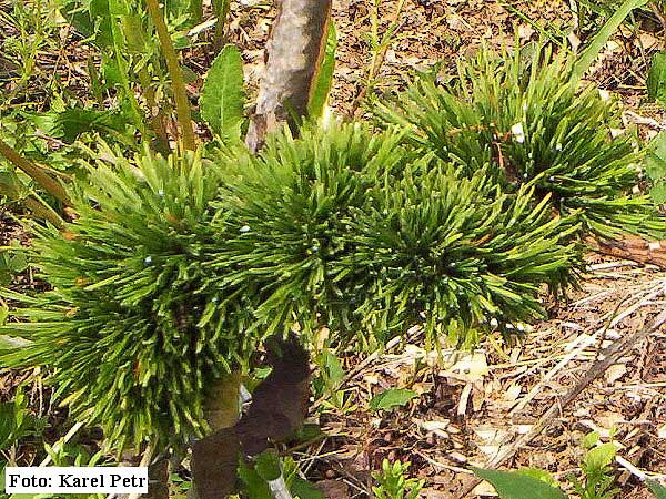 Larix decidua 'Krejčí WB' /Modřin opadavý/