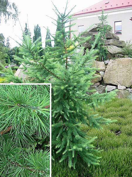 Larix kaempferi var. minima  /Modřín Kaempferův/