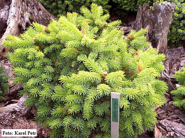 Picea abies 'Fořt'  /Smrk ztepilý/