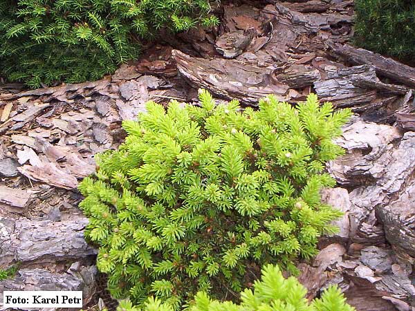 Picea abies 'Onus'  /Smrk ztepilý/