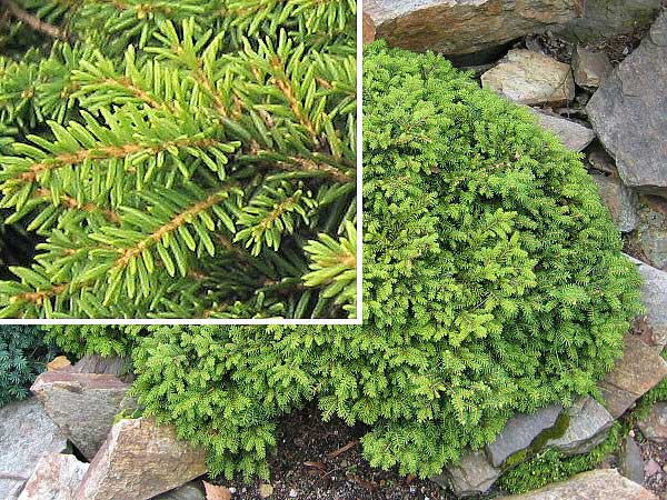 Picea abies 'Little Gem'  /Smrk ztepilý /