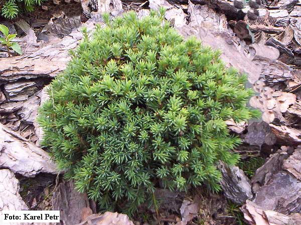 Picea glauca 'Blue Planet' /Smrk bílý/