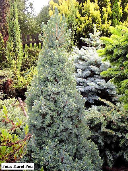 Picea glauca 'Sanders Blue' /Smrk bílý/