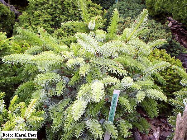 Picea mariana 'Fritsche' /Smrk černý/