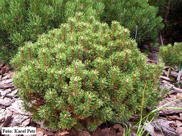 Pinus mugo 'Minima Kalouš'  /Borovice kleč/