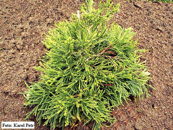 Sequoiadendron giganteum 'Conrad Appel'  /Sekvojovec obrovský/