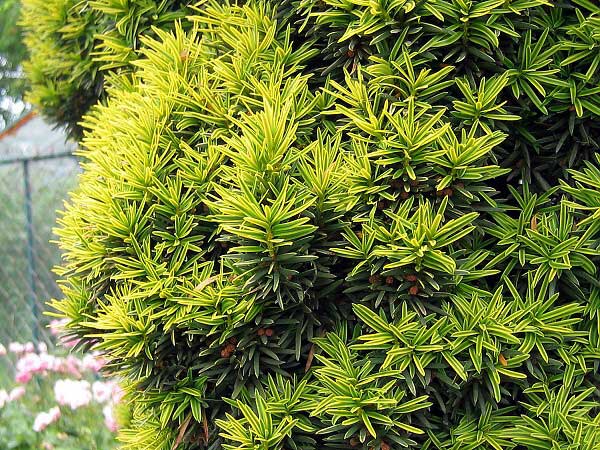 Taxus baccata 'Fastigiata Aureomarginata'  /Tis červený/