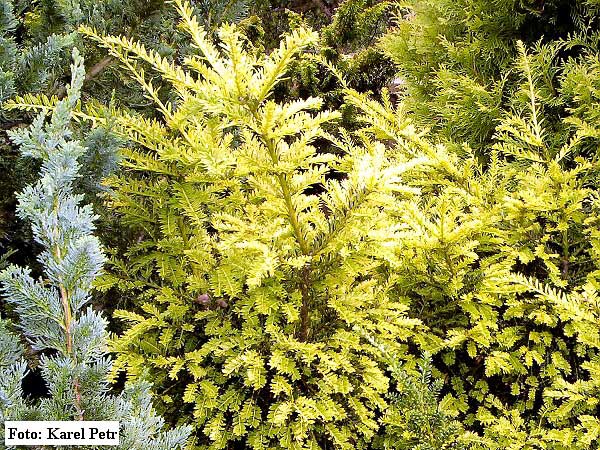 Taxus baccata 'Summergold'  /Tis červený/