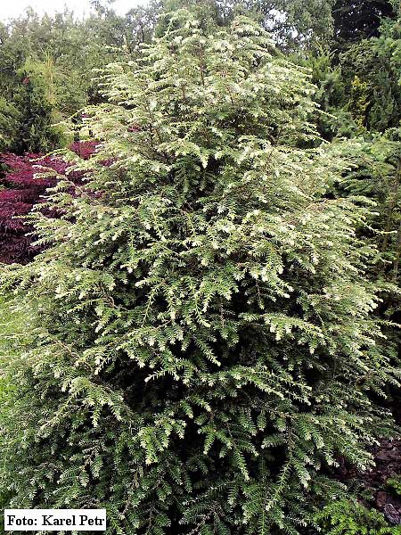 Tsuga canadensis 'Albospica'  /Jedlovec kanadský/