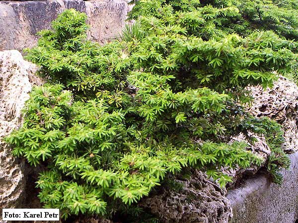 Tsuga canadensis 'Hussii' /Jedlovec kanadský/