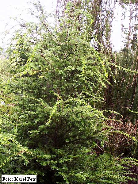 Tsuga heterophylla  /Jedlovec západoamerický/