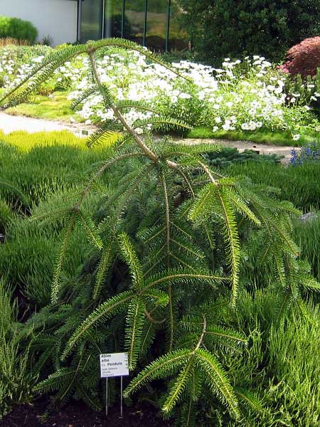 Abies alba 'Pendula'  /Jedle bělokorá/