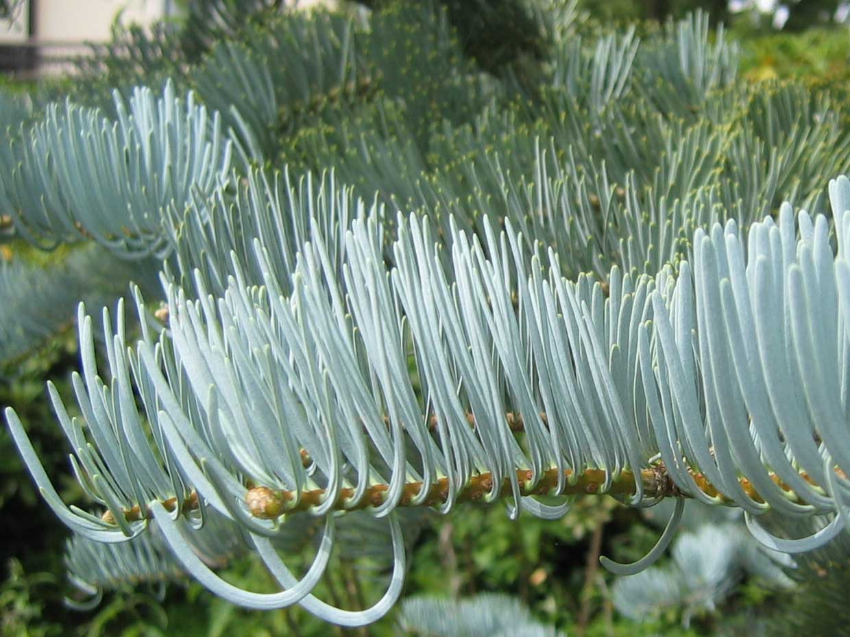 Abies concolor 'Violacea'  /Jedle stejnobarvá/