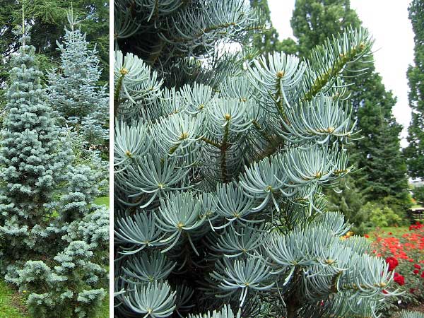 Abies concolor 'Argentea'  /Jedle stejnobarvá (ojíněná)/