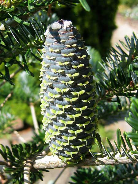 Abies koreana  /Jedle korejská/