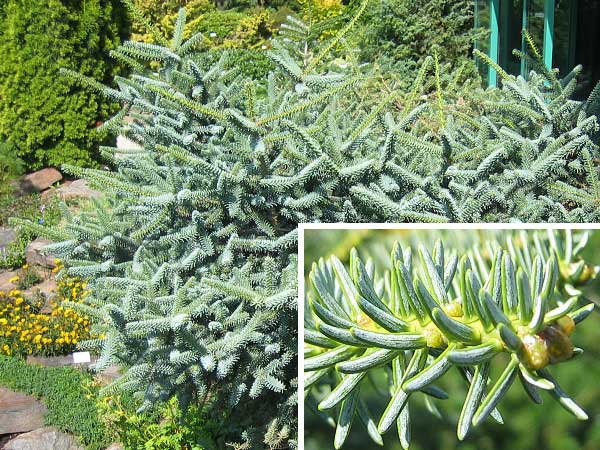 Abies pinsapo 'Argentea'  /Jedle španělská/