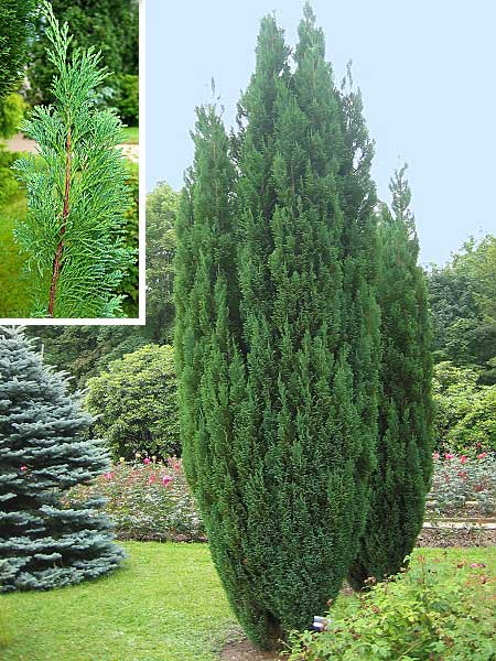 Chamaecyparis lawsoniana 'Ellvoodii'  /Cypřišek Lawsonův/