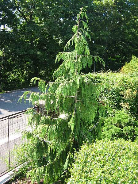 Chamaecyparis nootkaensis 'Pendula'  /Cypřišek nutkajský/