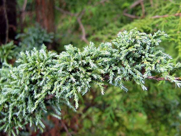 Chamaecyparis pisifera 'Blue Rabbit'  /Cypřišek hrachonosný/