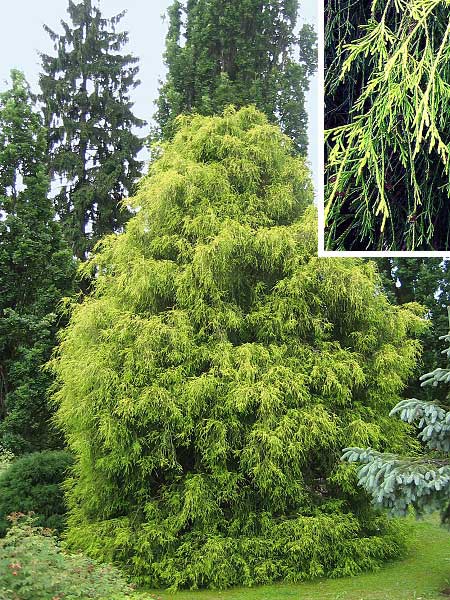 Chamaecyparis pisifera 'Filifera Aurea' /Cypřišek hrachonosný/