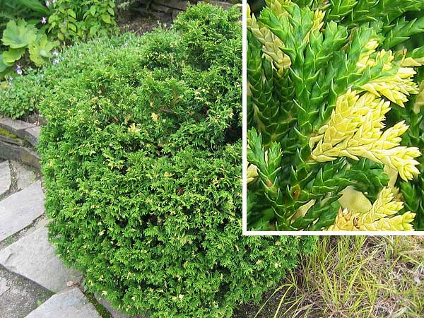 Chamaecyparis pisifera 'Nana Aureovariegata'  /Cypřišek hrachonosný/