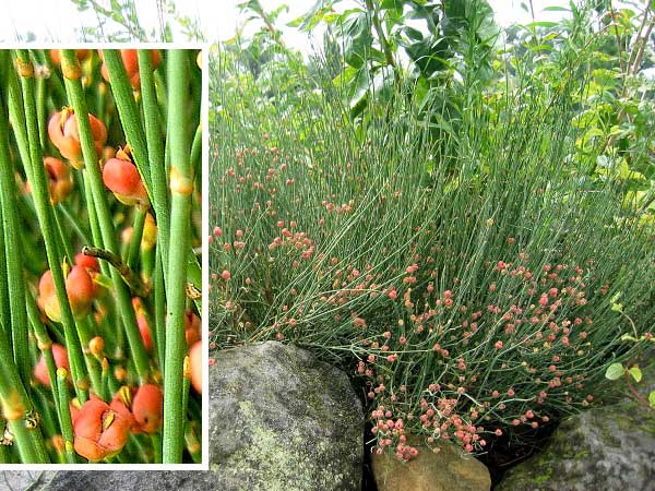 Ephedra americana  /Chvojník americký/