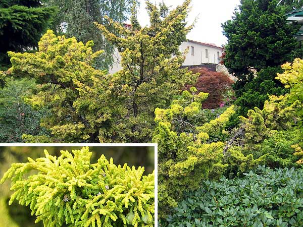 Juniperus chinensis 'Plumosa Aurea'  /Jalovec čínský/