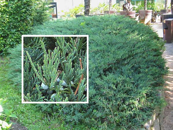 Juniperus horizontalis 'Glauca'  /Jalovec polehlý/