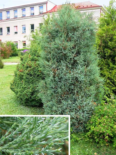 Juniperus scopulorum 'Compactum'  /Jalovec skalní/