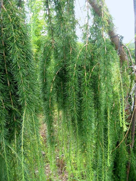 Larix decidua 'Pendula'  /Modřin opadavý/