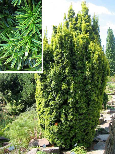 Taxus baccata 'Fastigiata Variegata'  /Tis červený/