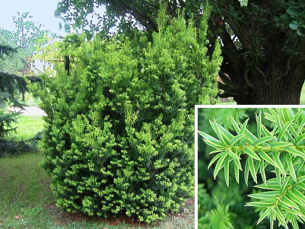 Taxus cuspidata 'Aurescens'  /Tis japonský/