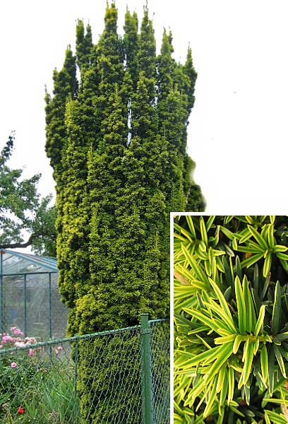 Taxus baccata 'Fastigiata Aurea'  /Tis červený/