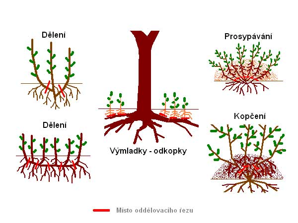 Dělení keřů  /K stránce o Množení/