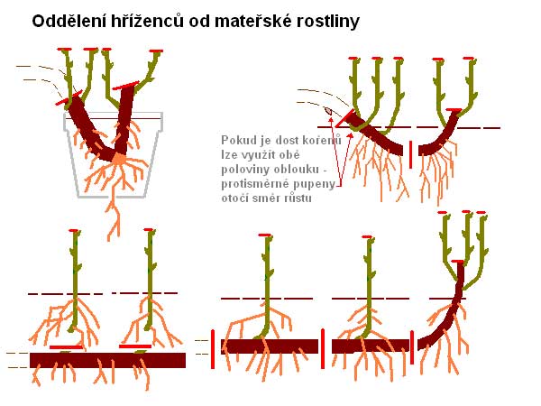 Hřížení 1  /K stránce o Množení/