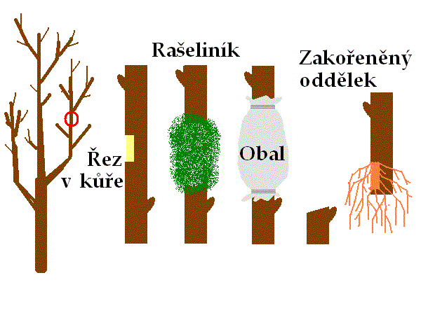 Zakořeňování v koruně  /K stránce o Množení/