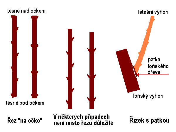 Úprava dřevnatého řízku  /K stránce o Množení/