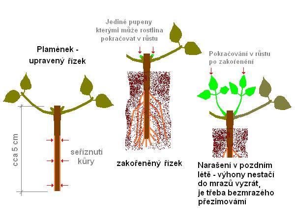 Úprava řízku Clematis /K stránce o Množení/