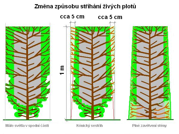 Střih živých plotů /K stránce o Řezu dřevin/