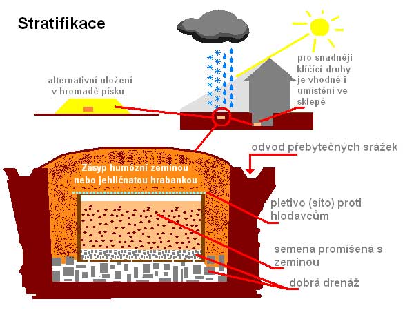 Stratifikace  /K stránce o Množení/