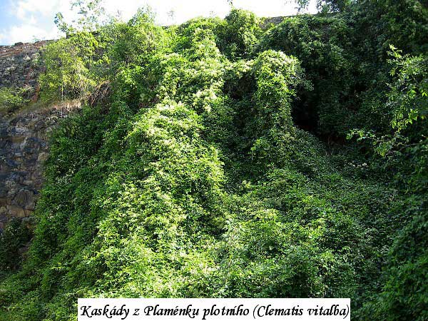 Clematis kaskády /K stránce Použití dřevin/