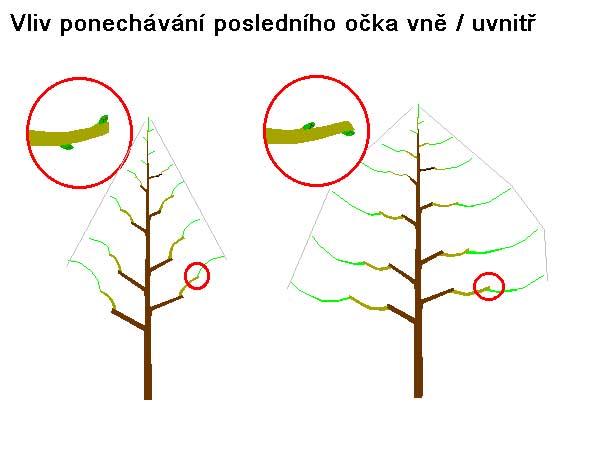 Ukončení řezu /K stránce o Řezu dřevin/