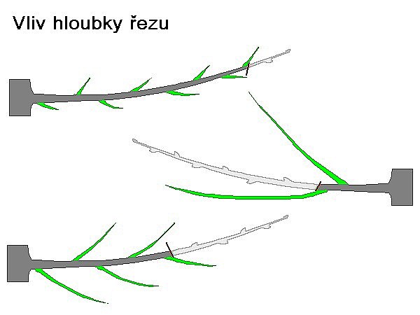 Hloubka řezu /K stránce o Řezu dřevin/