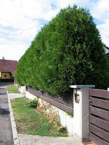 Plot ze Zeravu (Túje) /K stránce o Živých plotech/