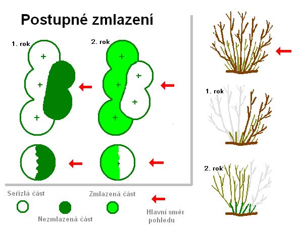 Postupné zmlazení /K stránce o Řezu dřevin/