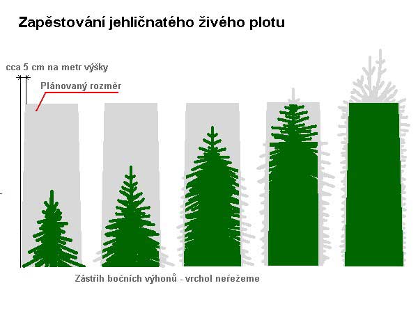 Založení jehlič. ž. plotu /K stránce o Tvarování dřevin/