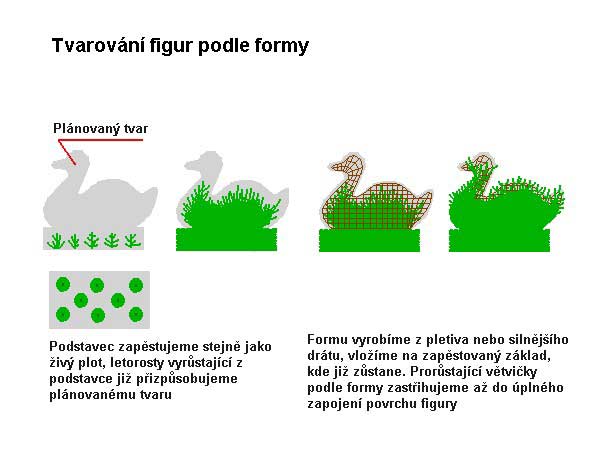 Tvar kachna /K stránce o Tvarování dřevin/