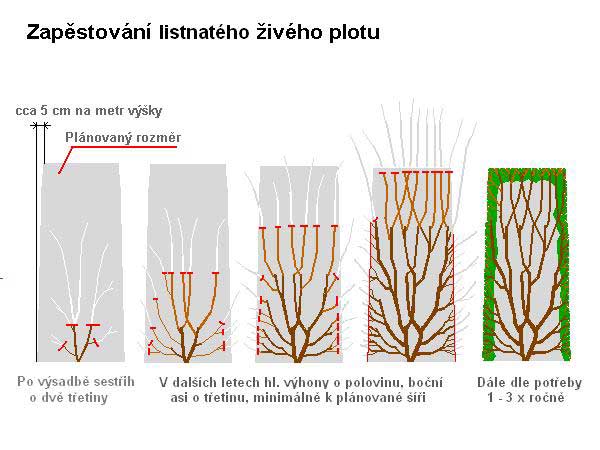 Založení list. ž. plotu /K stránce o Tvarování dřevin/